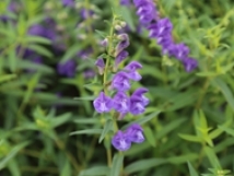 �е���ŷ��ҩ�Ļ��ػ����ӱ�